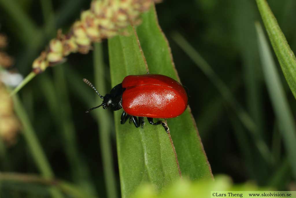 Aspglansbagge, Chrysomela populi